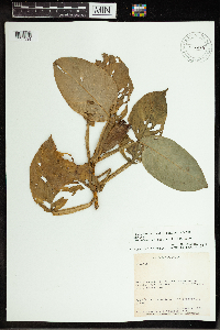 Image of Philodendron aurantiifolium