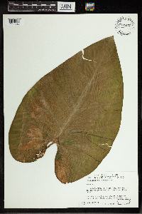 Image of Philodendron giganteum