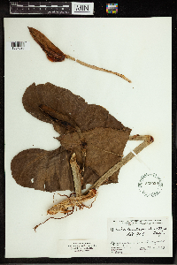 Philodendron smithii image
