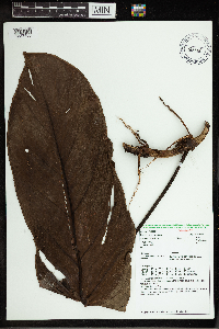 Image of Philodendron cuneatum