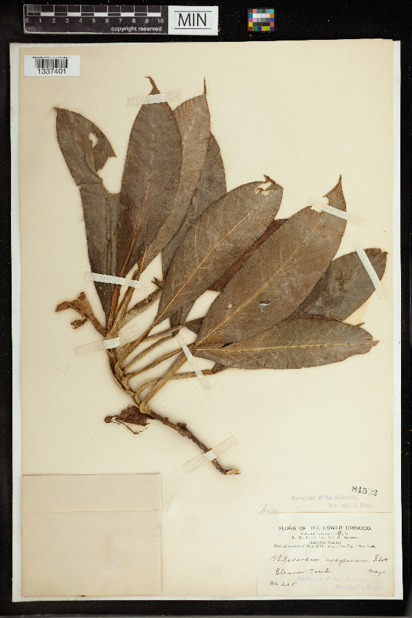Philodendron rudgeanum image