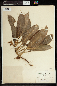 Image of Philodendron rudgeanum