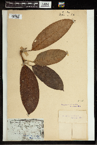 Image of Rhaphidophora lobbii