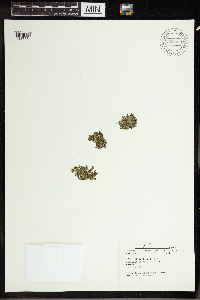 Spirodela polyrrhiza image