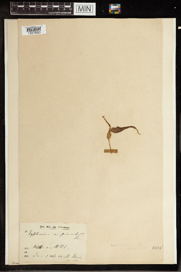 Typhonium inopinatum image