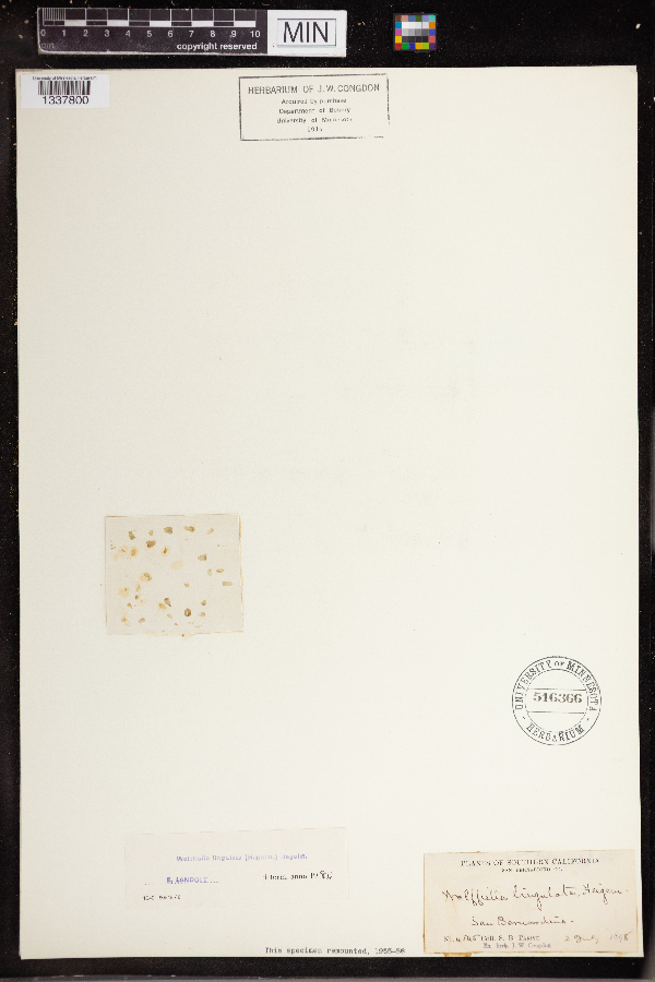 Wolffia lingulata image