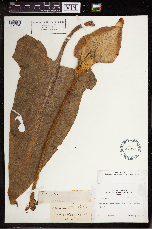 Zantedeschia image