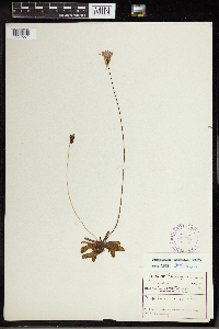 Image of Pinguicula caerulea