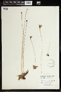 Pinguicula caerulea image