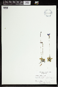 Pinguicula caerulea image