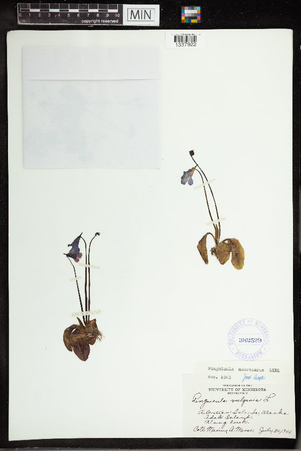 Pinguicula macroceras image