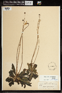 Image of Pinguicula planifolia