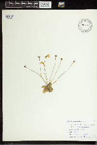 Image of Pinguicula pumila