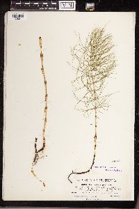 Equisetum pratense image