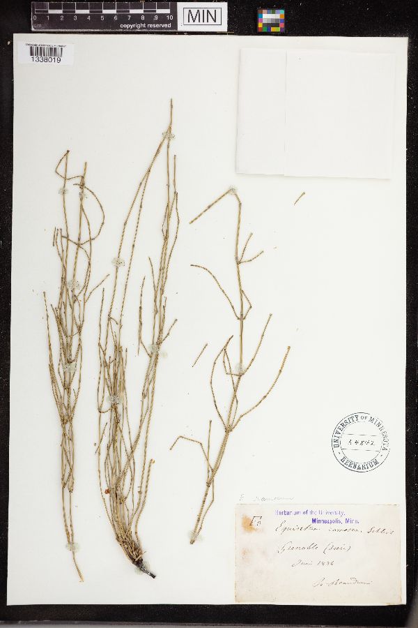 Equisetum ramosum image