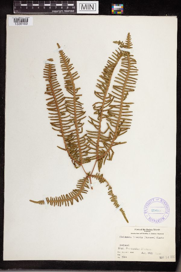 Gleichenia linearis image