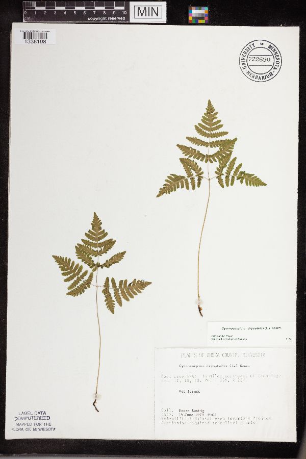 Gymnocarpium dryopteris image