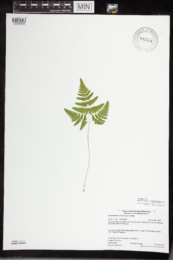 Gymnocarpium x intermedium image