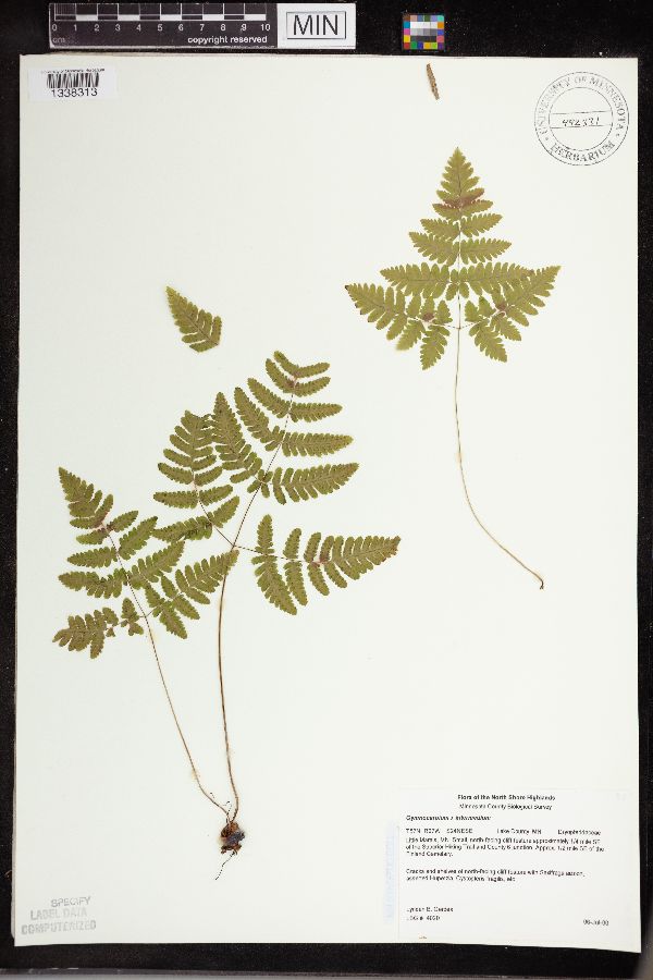 Gymnocarpium x intermedium image