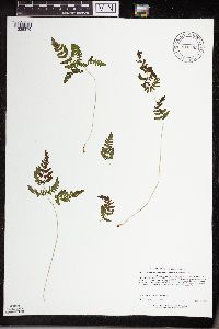 Gymnocarpium continentale image