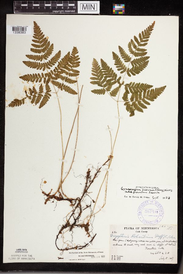 Gymnocarpium jessoense image