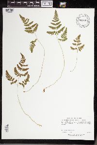 Gymnocarpium jessoense subsp. parvulum image