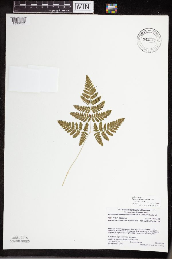 Gymnocarpium jessoense subsp. parvulum image