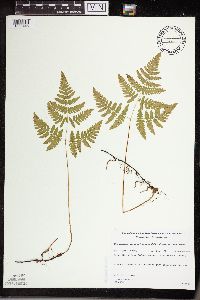 Gymnocarpium continentale image