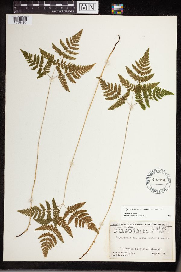 Gymnocarpium x brittonianum image