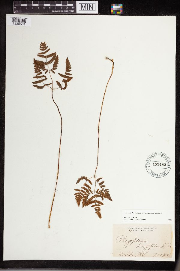 Gymnocarpium x brittonianum image