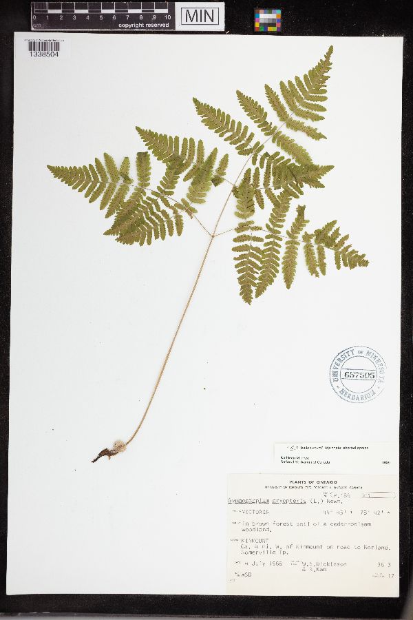 Gymnocarpium x brittonianum image