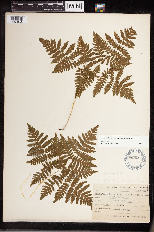 Gymnocarpium x brittonianum image
