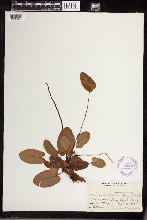 Hemionitis arifolia image