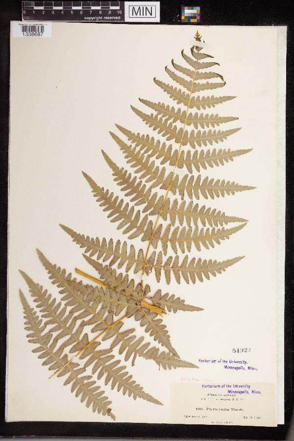 Histiopteris incisa image