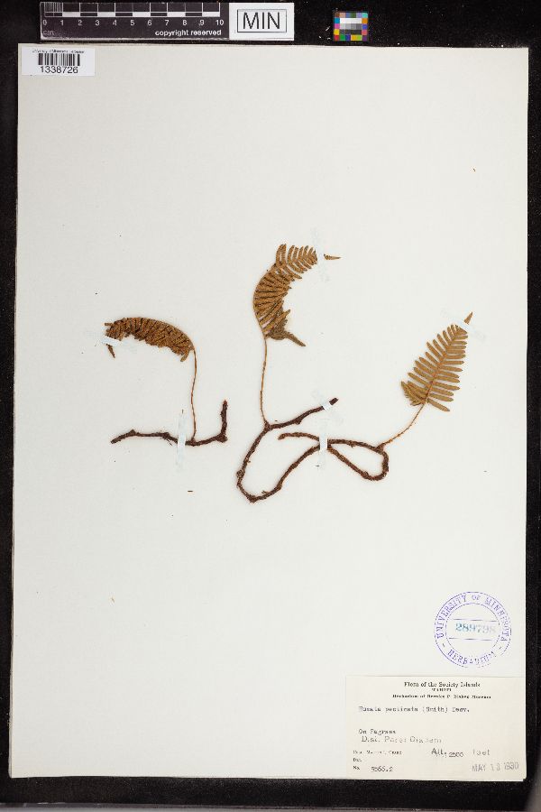 Davallia pectinata image