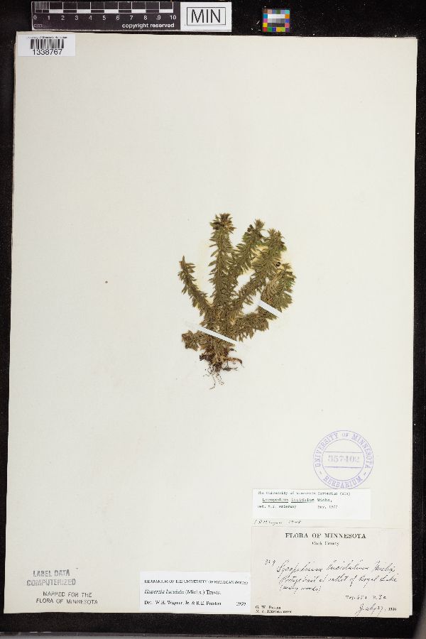 Huperzia lucidula image