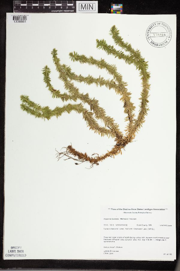 Lycopodiaceae image