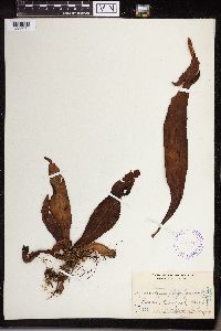 Image of Lepisorus platyrhynchos