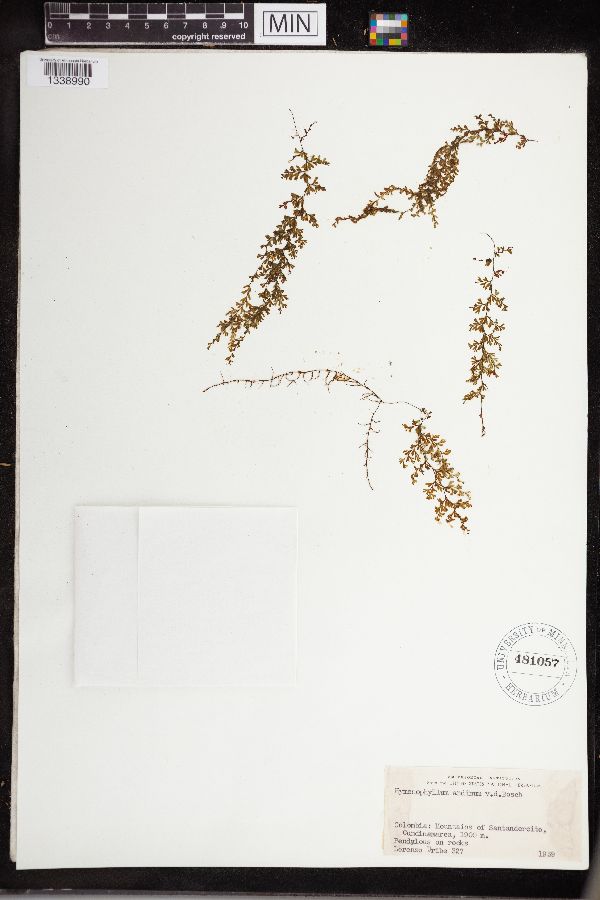 Hymenophyllum andinum image