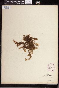 Image of Hymenophyllum hirsutum
