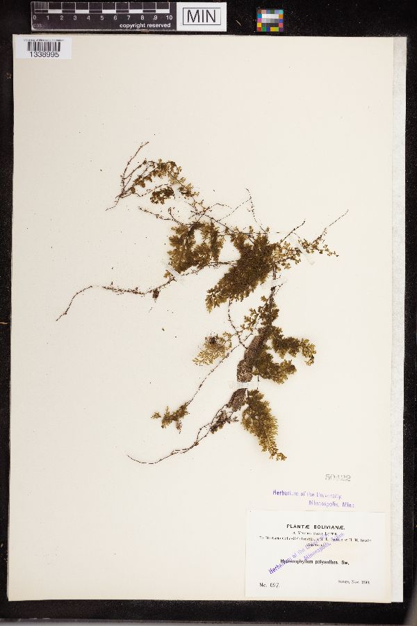 Hymenophyllum image