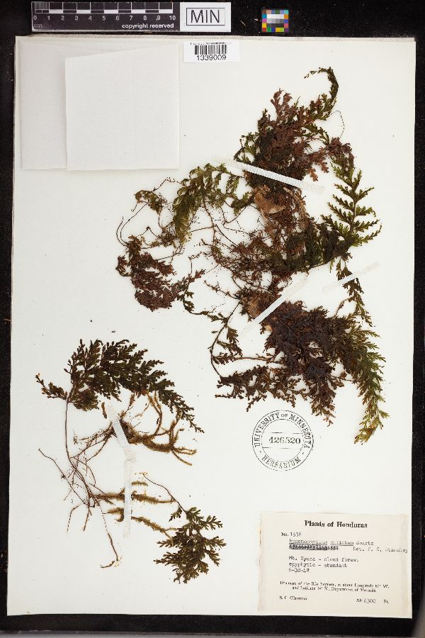 Hymenophyllum ciliatum image