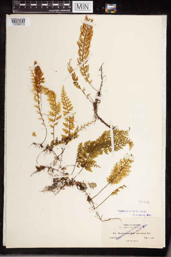 Hymenophyllum clavatum image