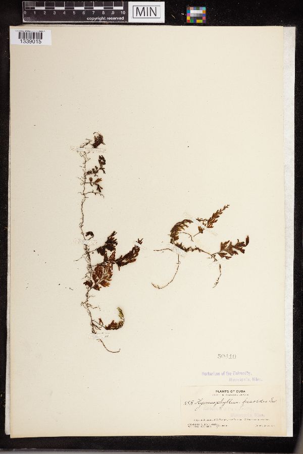 Hymenophyllum fucoides image