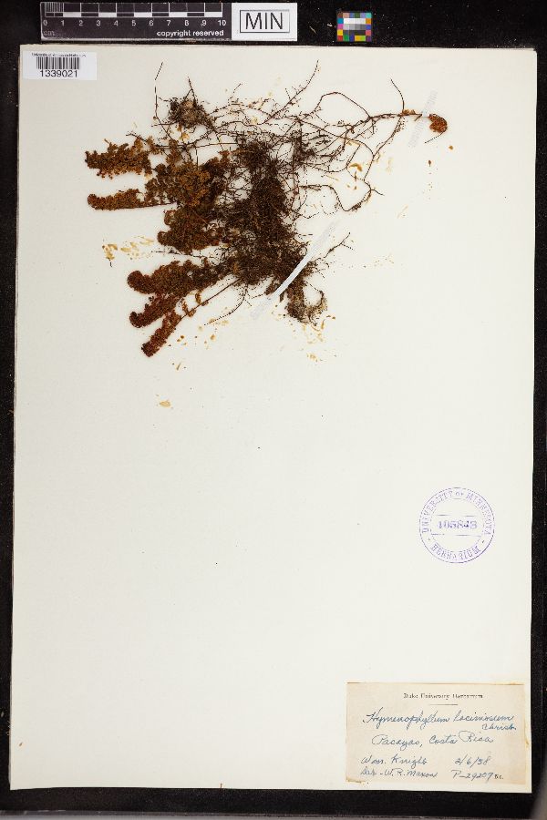 Hymenophyllum laciniosum image