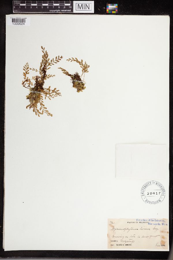 Hymenophyllum lineare image