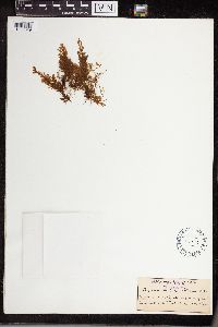 Image of Hymenophyllum obtusum