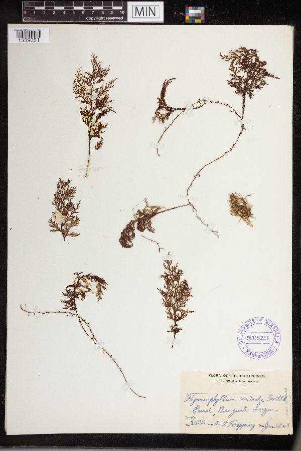 Hymenophyllum australe image