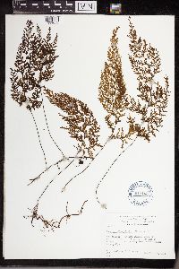 Hymenophyllum bivalve image