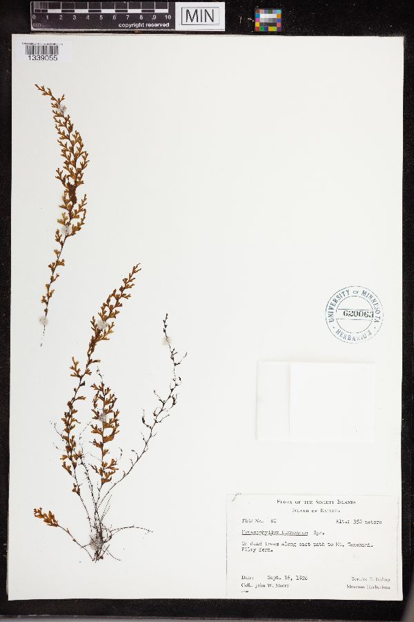 Hymenophyllum blumeanum image